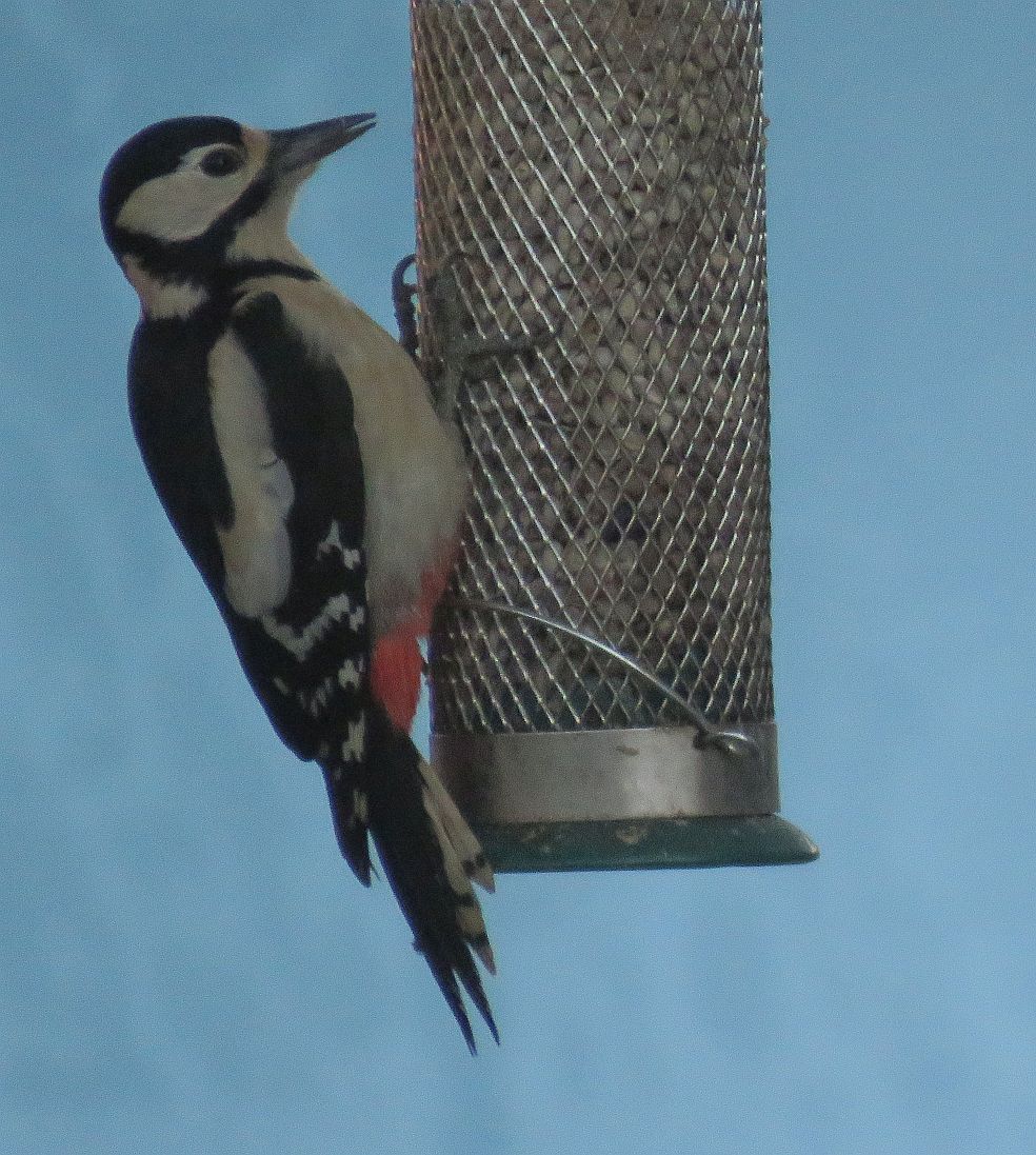 Great spotted Woodpecker 